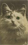 Real Photo Post Card Glass-eyed cat postcard Postmarked: ca. 19 Sep 1923? England 3.5”x5.5” 5108/5