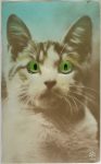 Real Photo Post Card Glass-eyed & Squeaker cat postcard Made in Germany Pittle Supply Co New Bedford, Mass 3.5”x5.5” Blue Not mailed AWH 109
