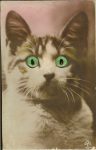Real Photo Post Card Glass-eyed & Squeaker cat postcard Made in Germany Pittle Supply Co New Bedford, Mass 3.5”x5.5” Pink Not mailed AWH 109