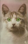 Real Photo Post Card Glass-eyed & Squeaker cat postcard 3.5”x5.5” Pink Not mailed D.R.G.M. No. 875460 AWH 110