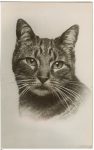 Cat Squeaker Postcard Carte Postale Rhodania Lyon Made in France 3.5”x5.5” Postmarked: Nov 9, 1953 Milwaukee, WIS
