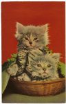 Cat Squeaker Postcard Souvenir Post Card Printed in Japan 3.5”x5.5” Not Mailed