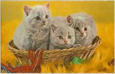 Cat Squeaker Postcard Carte Postale Rhodania Lyon Made in France 5.5”x3.5” Postmarked: Estherville, Iowa 1969