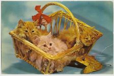 Cat Squeaker Postcard Carte Postale Rhodania Lyon Made in France 5.5”x3.5” Not Mailed