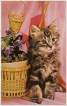 Cat Squeaker Postcard Carte Postale Rhodania Lyon Made in France 3.5”x5.5” Not Mailed
