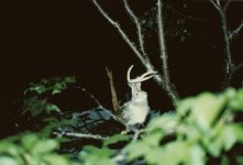 Flying Jackalope in Japanese Lilac tree South Minneapolis Sunday night May 31, 1992… an escaped Flying Jackalope from our trip to the Black Hills of South Dakota in the 1951 Studebaker Champion. Snapshot: 6″x4″