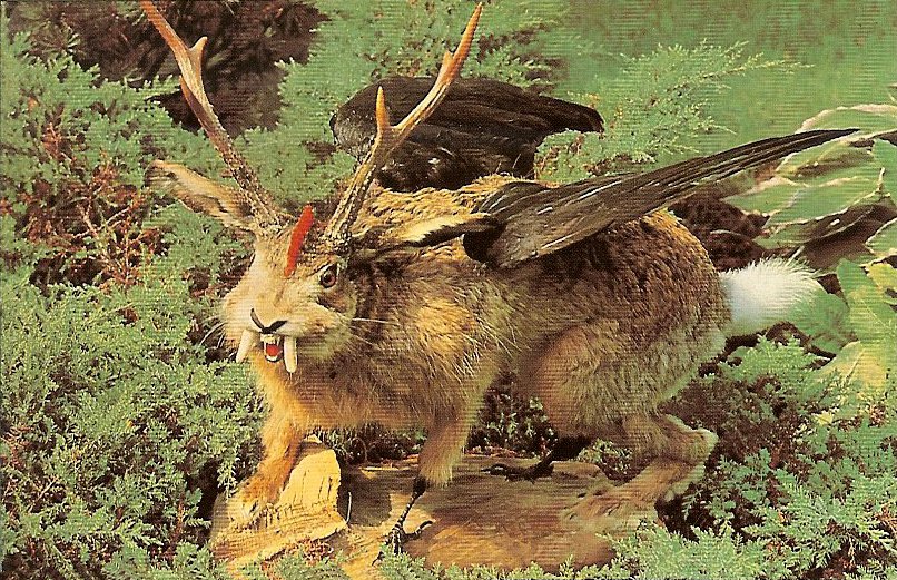Claw-Footed Jackalope This rare"Claw-Footed Jackalope" is a noctu...