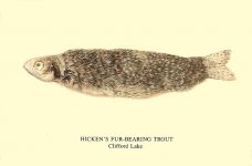 Hicken’s Fur-Bearing Trout Clifford Lake A rare, nearly extinct breed, the Hicken’s Fur-Bearing Trout is from the Artikdannder genus of fish and is found in the artic lakes north of the 72nd parallel. Its diet consists Primarily of ice-worms and fod. Sometimes confused with The more common Alpino-Pelted Trout. Source: Petrie Encyclopedia of Zoology, Vol. 7, (1938) Quantity Postcards San Francisco, CA 1987 6″x4″