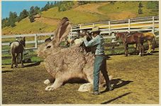 SADDLING UP BIG JACK It is not unusual to break these big fellows and use them for ranch work. Mountain West Prints for framing Mike Roberts Color Productions Oakland, CA 6″x4″ MWP-X6 B10528