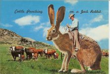 Cattle Punching On a Jack Rabbit Some Cowboys use their favorite Bronc for Cattle Punching and some as you can see, prefer the Jack Rabbit. Dexter Press West Nyack, New York 6″x4″