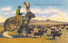 Punching Cattle on a Texas Panhandle Jack Rabbit And out here in the West they do punch cattle. Some of them do on Broncos and even as you can see, some of them do on the lowly Jack Rabbit. “Colourpicture” Publication Boston, Mass 5.5″x3.5″