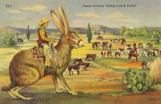 Tex. 101 Punching Cattle On a Jack Rabbit Linen Postcard ca. 1950 5.5″x3.5″ San Antonio Card Co San Antonio, Texas