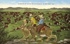 Rounding Up Cattle on Jack Rabbits in the West M2, 31557, 5.5″x3.5″ E.C. Kropp Co Milwaukee, WIS – IAY