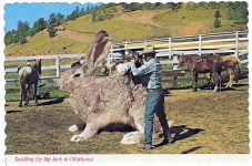 SADDLING UP BIG JACK in Oklahoma It is not unusual to break these big fellows and use them for ranch work. Baxter Lane Company Amarillio, TX B 13598 Mike Roberts Color Productions Oakland, CA 6″x4″