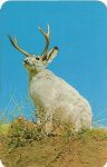 #4141 – The Jackalope An oddity of the great west, as well as a fine example of western humor, especially famous in Wyoming and Colorado. Sanborn Souvenir Co Denver, Colorado 3.5″x5.5″