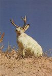 G-106 The Jackalope, an oddity of the great west, as well as a fine example of western humor, especially famous in Wyoming and Colorado. Sanborn Souvenir Co Commerce City, Co 4″x6″