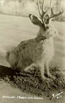 Jackalope (Rabbit with Horns) Real Photo Post Card (RPPC Sanborn #17 3.5″x5.5″