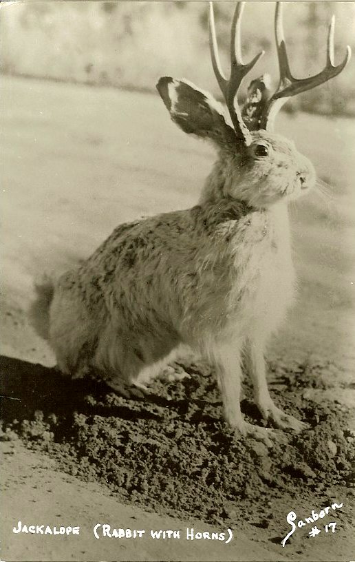 Real Jackalope Pictures