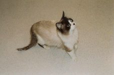 Frankie Kitty At the vet. He had a paralyzed rear-end. He had to be put down. Very sad. He was a swell cat. Photo: October 23, 2004