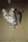 Rocky Kitty AFTER (8 weeks) Attic Intensive Care Unit What BIG eyes he has. Photo: December 11, 2004 (Rocky stayed)
