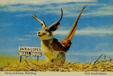 jackalopes_potpourri_jackalope postcards_Jackalope Flying PC_2JackalopeFlyingPC2