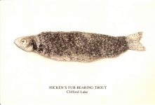 1987 HICKENS FUR BEARING TROUT Clifford Lake postcard front