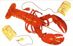 A MAINE LOBSTER postcard front