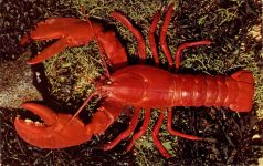 Rhode Island lobster postcard front