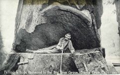 1905 ca. Felling a huge Redwood Big Tree Grove Santa Cruz, Cal 2911 postcard front
