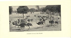 1910 ca. CAWSTON OSTRICH FARM Pasadena, Cal 6.25″×3.25″ brochure page 3
