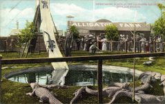 1910 ca. ENTERTAINING GUESTS Alligators sliding down a slide California Alligator Farm Los Angeles postcard front
