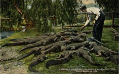 1910 ca. FEEDING TIME California Alligator Farm Los Angeles postcard front