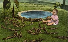 1910 ca. Just Babies California Alligator Farm Los Angeles postcard front