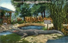 1910 ca. “OKEECHOBEE” 500 years old California Alligator Farm Los Angeles postcard front
