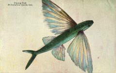 1930 ca. Flying Fish At Catalina Island, Cal postcard front