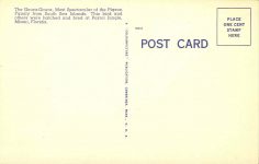 1940 ca. Goura Goura Pidgeon PARROT JUNGLE Miami postcard back