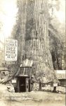 1940 ca. WORLD FAMOUS TREE HOUSE Lilley Redwood Park on Redwood Highway, CAL RPPC front