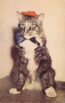 1950 ca. One cool cat with beret postcard front