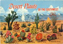1971 Desert Plants OF THE SOUTHWEST postcard front