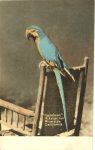 Napoleon the parrot Mission In Riverside, CAL Hand Colored postcard front