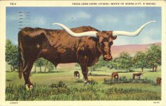 TEXAS LONG HORN STEER TX-6 postcard front