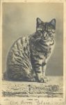 1907 2 15 CAT TABBY CAT Love from Elsie 190 postcard front