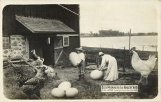 1909 EARLY MORNING IN THE POULTRY YARD SERIES C-56 PHOTO ART SHOP RPPC front