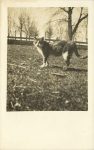 1910 ca. CAT standing in a yard My Best Friend RPPC front