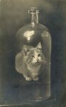 1910 ca. Cat and Glass Bottle RPPC front