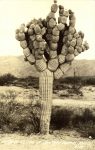 1935 ca. FREAK OF NATURE cactus SANNARO CACTUS PORES RPPC front