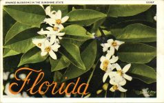 1938 2 4 ORANGE BLOSSOMS IN THE SUNSHINE STATE Florida postcard front