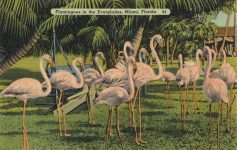 1940 ca. Flamingos in the Everglades Miami, Florida postcard front