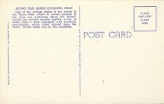 1940 ca. Flying Fish Santa Catalina Island, California C-3 postcard back