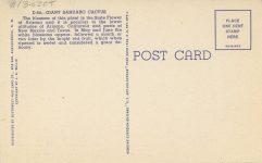1940 ca. GIANT SAHUARO CACTUS D-64 postcard back